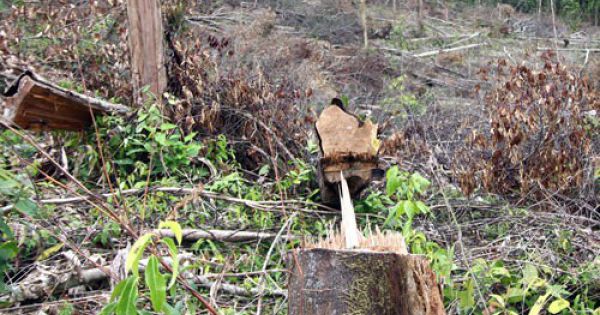 Truy tố 13 bị can khai thác trái phép gỗ giáng hương
