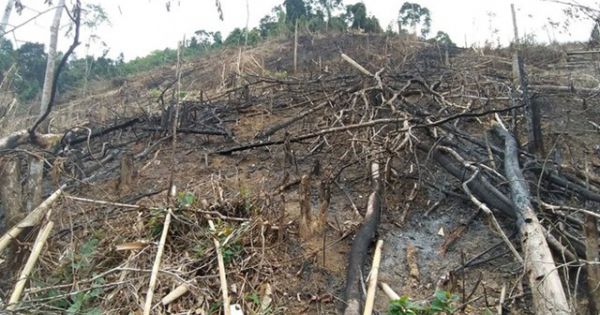 2 đối tượng bị khởi tố vì chặt phá hơn 6ha rừng