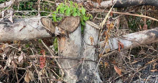 Phát hiện vụ lấn chiếm 17.000m2 đất rừng để trồng keo tại Kon Tum