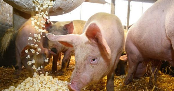 Thái Lan ra thông báo tạm dừng nhập lợn từ Việt Nam
