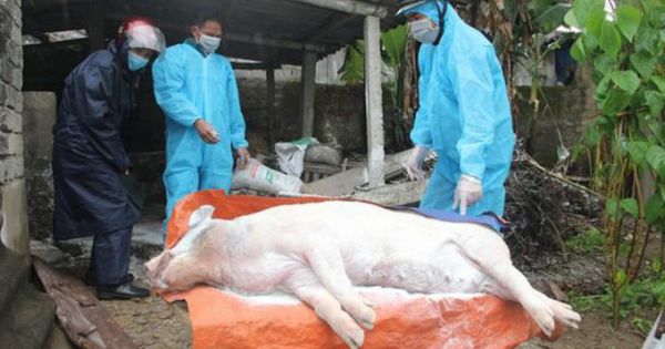 Bùng phát bệnh Dịch tả lợn Châu Phi tại Nghệ An