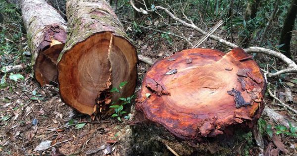 Kon Tum phát hiện 2 vụ phá rừng tại Kon Plông