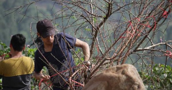Bộ trưởng Mai Tiến Dũng: Không cấm bán đào rừng do người dân tự trồng