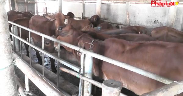 Quảng Trị: Khan hiếm thức ăn cho gia súc tại Triệu Phong