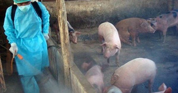 Nghi vấn vaccine không phép làm bùng phát virus tả lợn châu Phi tại Trung Quốc