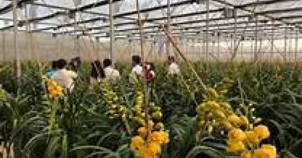 Lâm Đồng: Đề xuất giảm giá cước vận chuyển hoa dịp Tết