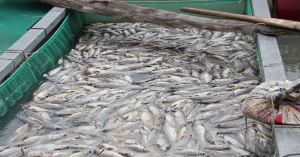 Bình Dương: Cá bè trên sông Sài Gòn chết trắng, nông dân thiệt hại nặng