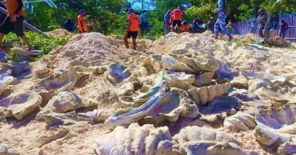 Philippines tịch thu 200 tấn vỏ sò tai tượng trị giá 25 triệu USD