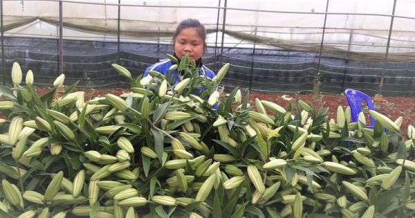TP.HCM: Mở cửa tạm thời chợ Đầm Sen giúp nông dân Lâm Đồng tiêu thụ hoa
