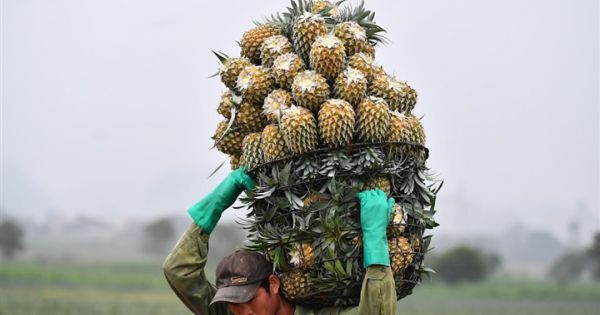 Nam Bộ, Tây Nguyên tìm cửa tiêu thụ cho hàng triệu tấn nông sản