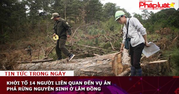 Khởi tố 14 người liên quan đến vụ án phá rừng nguyên sinh ở Lâm Đồng
