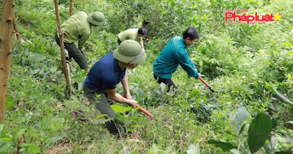 Hà Giang: Không được khai thác rừng mặc dù nằm trong diện được khai thác