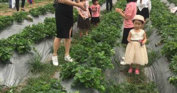Hà Nội: Xây dựng thí điểm 6 mô hình du lịch nông nghiệp nông thôn