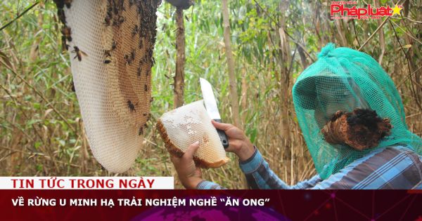 Về rừng U Minh Hạ trải nghiệm nghề “ăn ong”