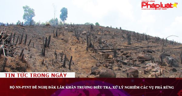 Bộ NN-PTNT đề nghị Đắk Lắk khẩn trương điều tra, xử lý nghiêm các vụ phá rừng