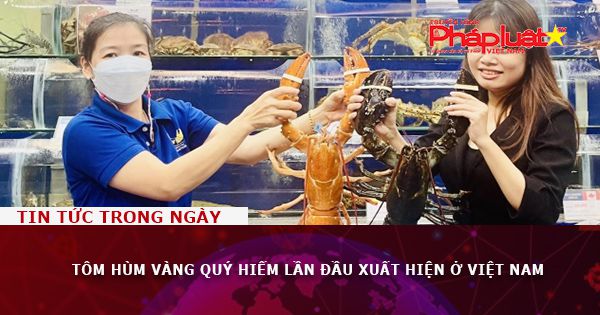 Tôm hùm vàng quý hiếm lần đầu xuất hiện ở Việt Nam