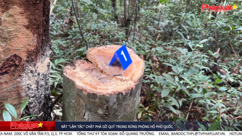 Bắt “lậm tặc” chặt phá gỗ quý trong rừng phòng hộ Phú Quốc