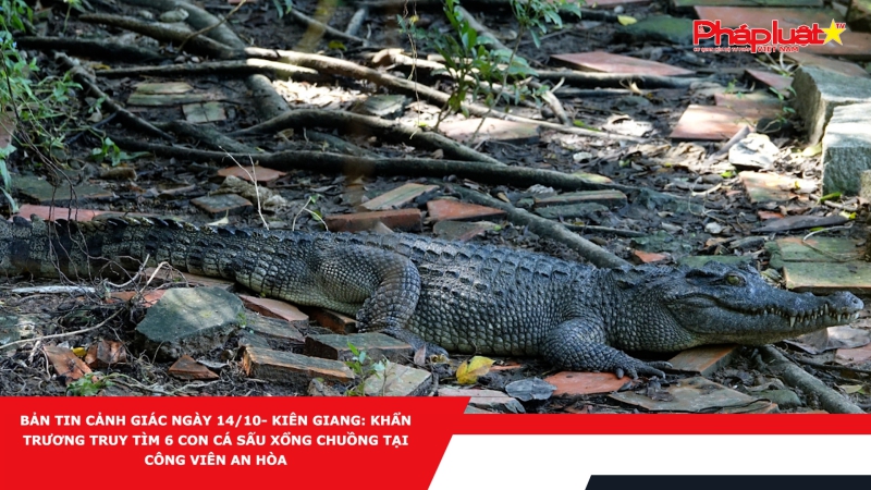 Bản tin Cảnh giác 14/10- Kiên Giang: Khẩn trương truy tìm 6 con cá sấu xổng chuồng tại Công viên An Hòa