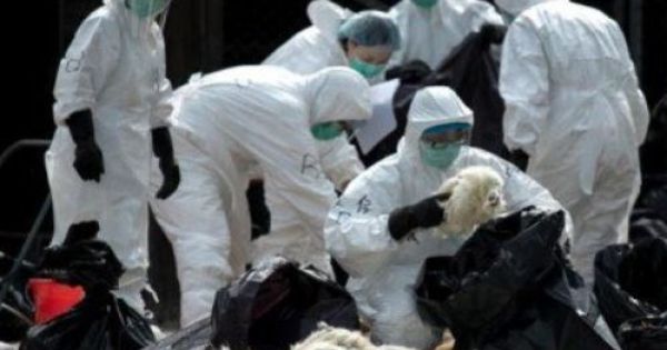 Trung Quốc: 79 người tử vong do nhiễm dịch cúm gia cầm H7N9