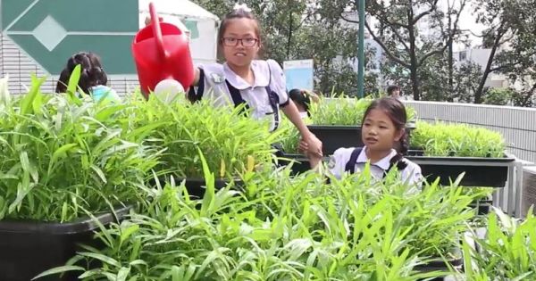 Thú vị mô hình trồng rau xanh trong trường học