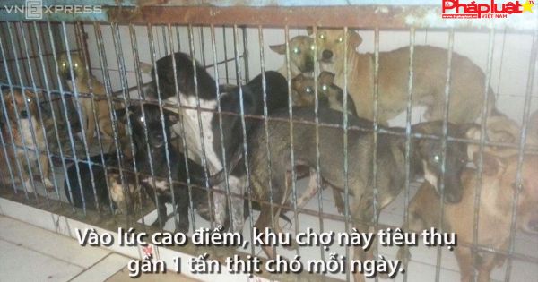 Chợ thịt chó nổi tiếng ở TP HCM bị truy quét