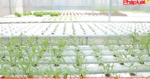 Mở rộng mô hình trồng rau thủy canh về xứ trà Bảo Lộc