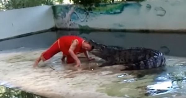 Nghệ sĩ xiếc Thái Lan bị cá sấu ngoạm đầu khi đang biểu diễn