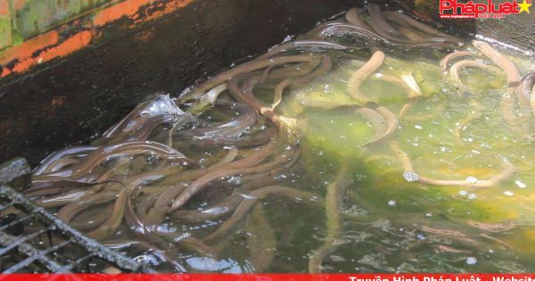Hàng loạt hồ nuôi lươn công nghiệp bỏ hoang do giá bằng 10 năm về trước