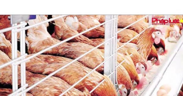 TPHCM: Triển khai truy xuất nguồn gốc thịt gia cầm và trứng