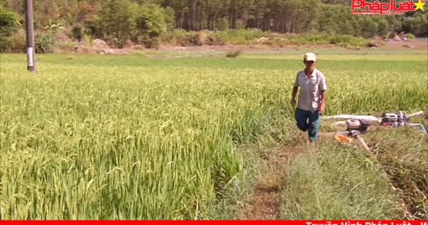 Quảng Ngãi: Hàng trăm hộ nông dân lo lắng trước nguy cơ mất trắng vụ lúa do hạn hán
