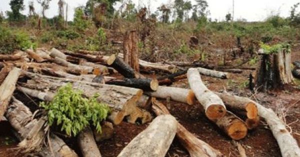 Teo tóp rừng Tây Nguyên: Mất rừng, mất luôn cán bộ