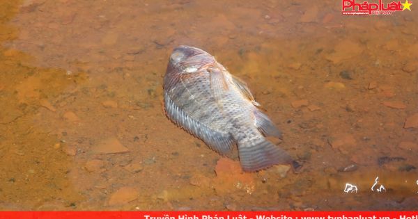Đà Nẵng: Nhiều cá chết do nước sông chuyển màu đỏ