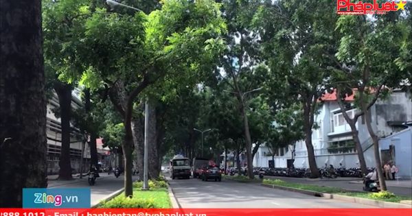 Đốn hạ, di dời 123 cây xanh để mở đường giảm kẹt xe ở Tân Sơn Nhất