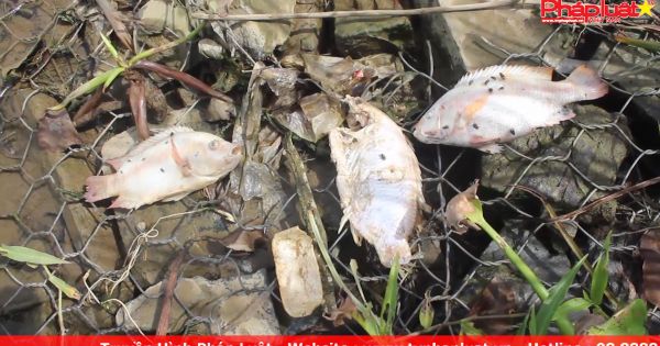Hàng loạt cá chết nổi trên sông hàn