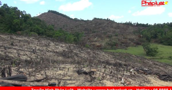 Bình Định: Gần 44 ha rừng tự nhiên bị lâm tặc triệt hạ