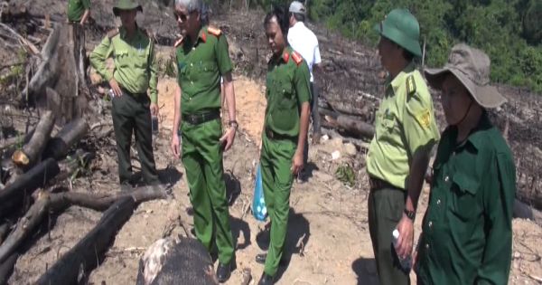 Bình Định: Bí thư tỉnh ủy kiểm tra hiện trường phá rừng tại An Lão