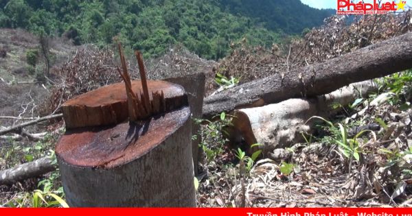 Bình Định: Khởi tố vụ án phá rừng tại An Lão