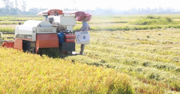 Nghệ An: Đấu tranh mạnh với nạn “bảo kê” máy gặt lúa
