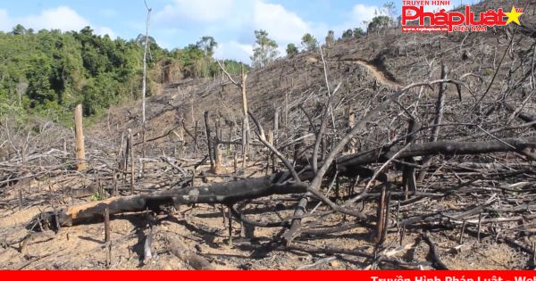 Bình Định: Gần 20 ha rừng phòng hộ ở Hoài Ân bị triệt hạ