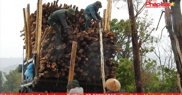 Kỳ Anh - Hà Tĩnh: Người trồng rừng điêu đứng sau bão số 10