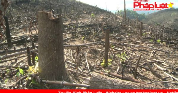 Bình Định: Khởi tố vụ phá hơn 20 ha rừng phòng hộ tại Hoài Ân