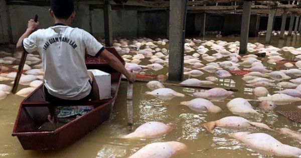 Điểm báo 13/10/2017: Trại lợn gần 4000 con bị xóa sổ sau ngập lụt