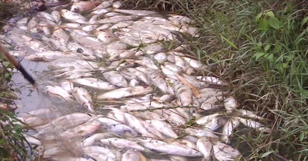 Quảng Ngãi: cá chết hàng loạt ở đập hố chuối do nhiễm khuẩn aeromonas spp