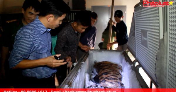 Bàn giao 2 cá thể hổ cho bảo tàng thiên nhiên Việt Nam