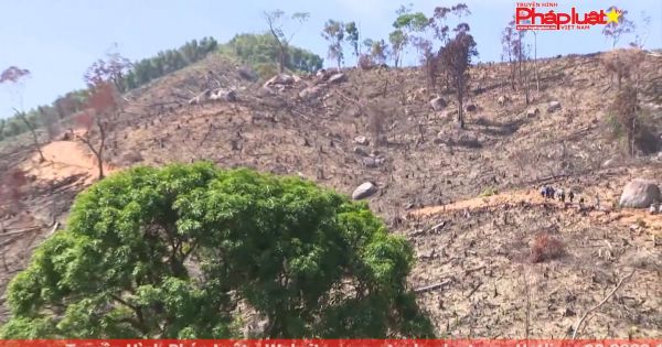 Bình Định: Báo cáo Thủ tướng Chính phủ kết quả xử lý 61 ha rừng