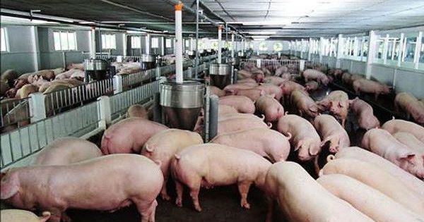 Điểm báo 16/12/2017: Sau chất tạo nạc, doanh nghiệp lại bỏ hóa chất hại thận vào thức ăn chăn nuôi