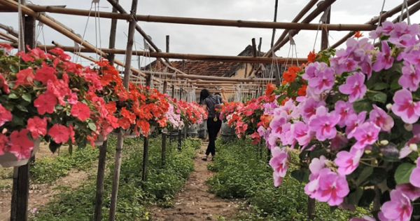 Mê mẩn “vườn hoa Tết Đà Lạt” giữa thành phố Tuy Hòa