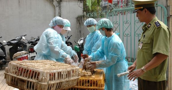 Nguy cơ dịch cúm A/H7N9 dịp Tết Nguyên đán, Bộ trưởng ra công điện khẩn
