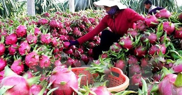 Cận Tết, hàng nghìn chuyến nông sản ùn ứ tại cửa khẩu Tân Thanh