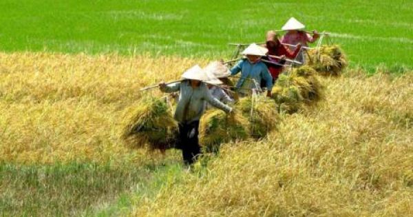 Điểm báo 08/02/2018: Gạo Việt vượt mặt gạo Thái vì đi đúng đường